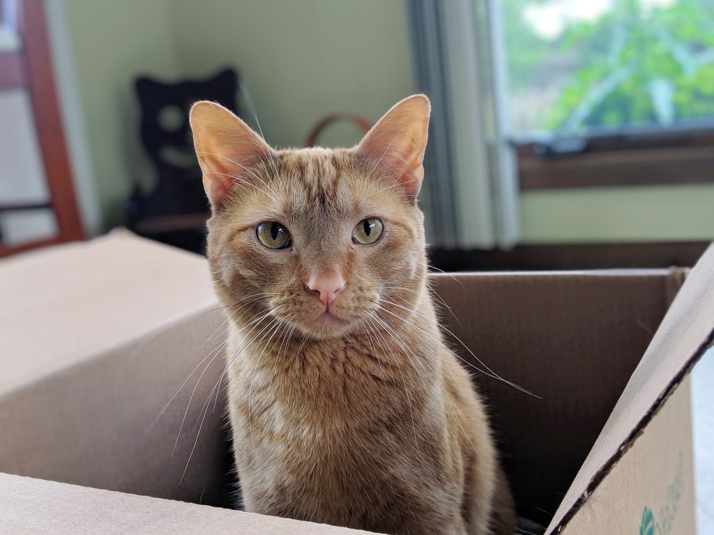 Bacchus, sitting in a cardboard box