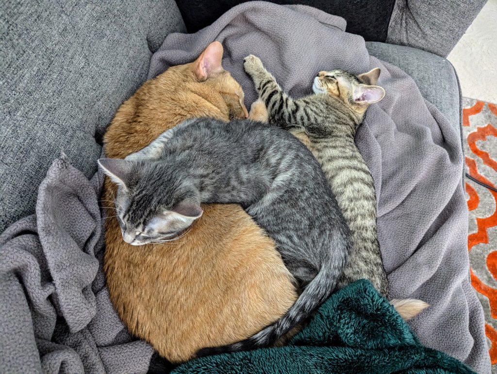 Adult orange cat cuddling with gray tabby kitten and brown tabby kitten